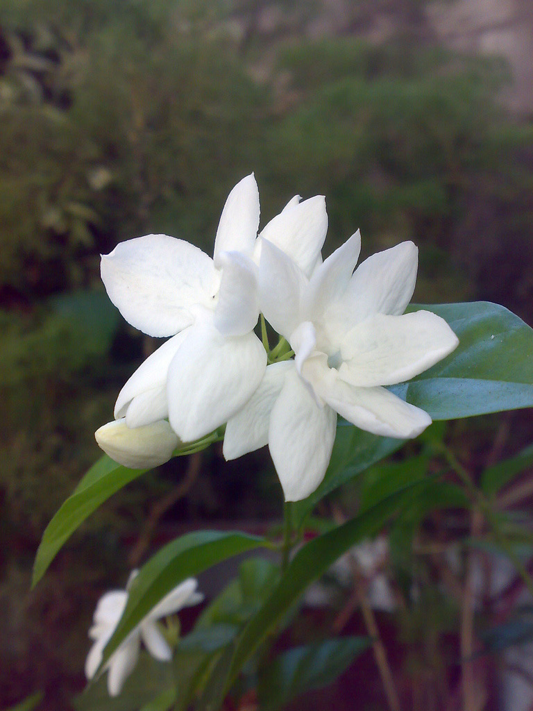 Jasminum sambac Jasminum sambac